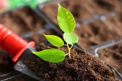 冬季如何發酵豬糞制作有機肥料