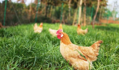 雞糞發酵制作有機肥工藝流程