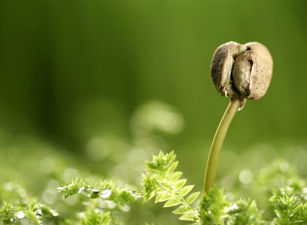 雞糞堆肥發(fā)酵生產(chǎn)有機肥的方法，需要經(jīng)過哪些階段？